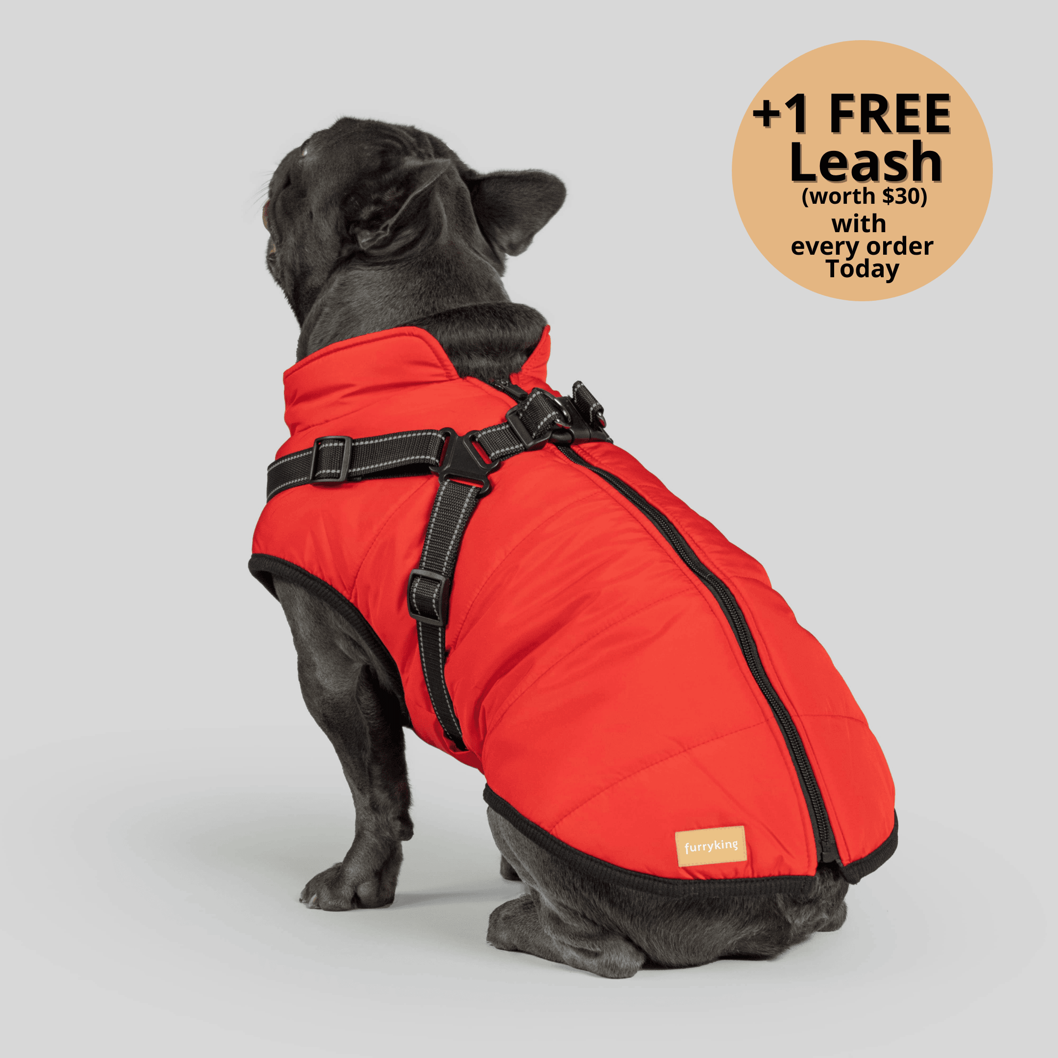 Dog wearing winter jacket